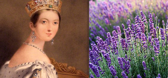 FUN FACTS ABOUT LAVENDER!